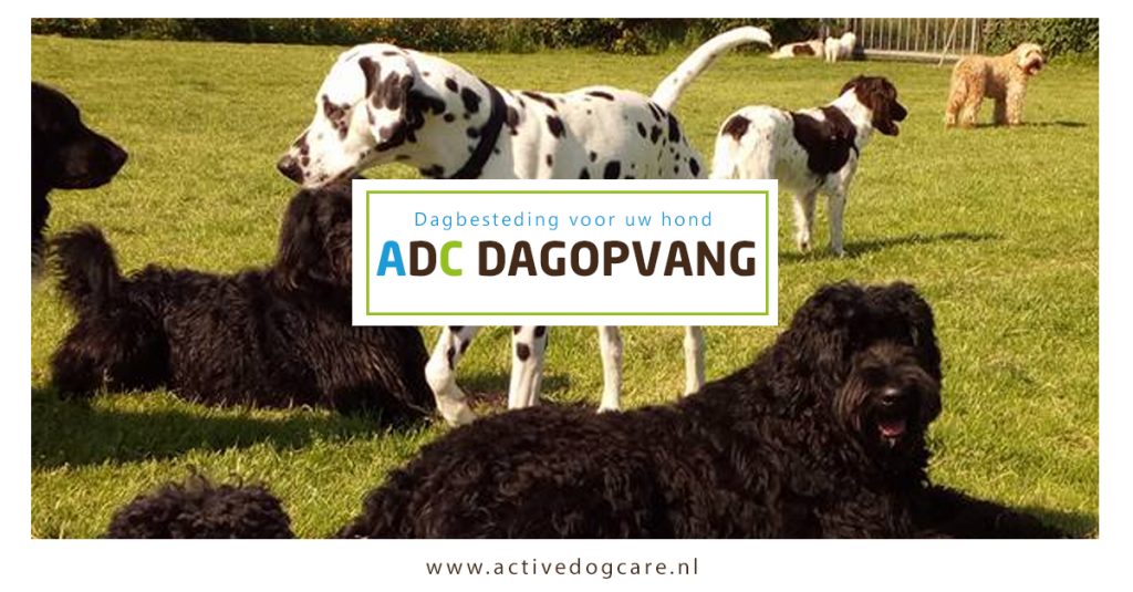 ADC dagopvang - dagbesteding voor uw hond