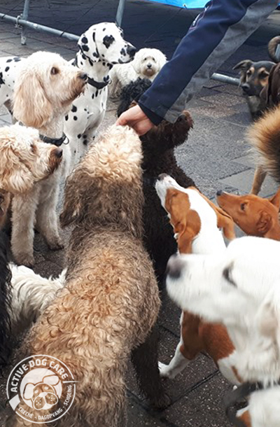 Roedel in dagopvang voor honden