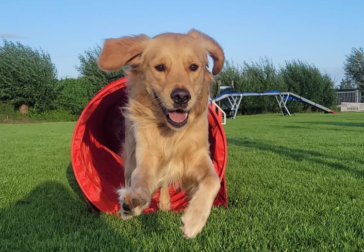 Cursus Behendigheid Hond