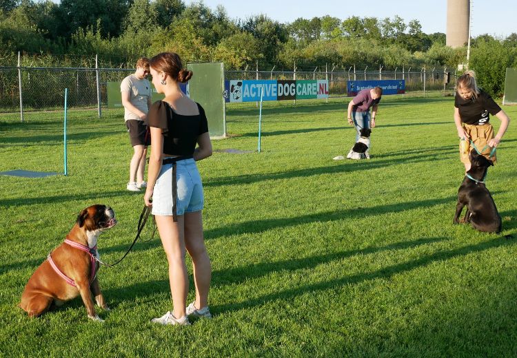 Cursus HOND 1 Active Dog Care Hoogkerk