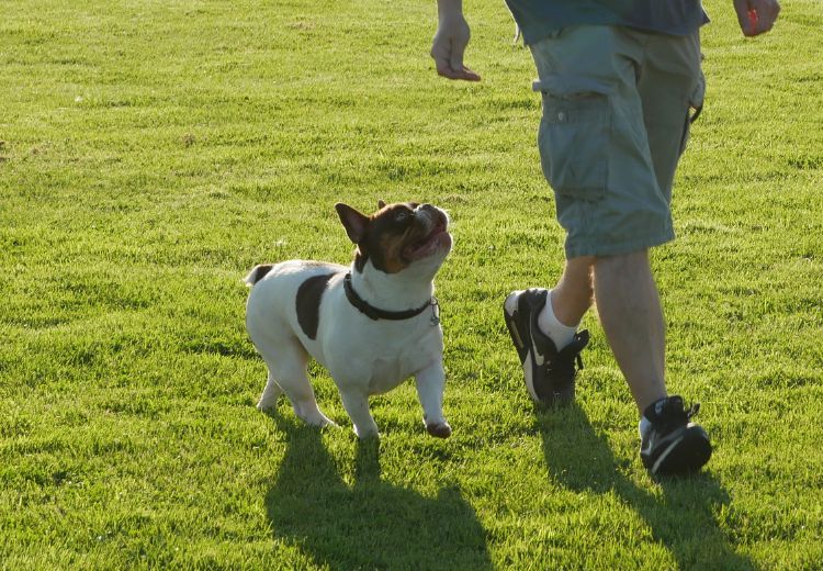 Cursus HOND 2 Active Dog Care Hoogkerk