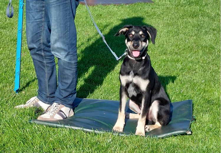 Cursus HOND Active Dog Care Hoogkerk
