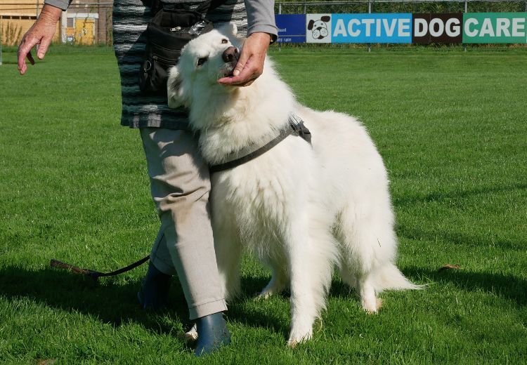 Dog Dance Freestyle zijwaarts