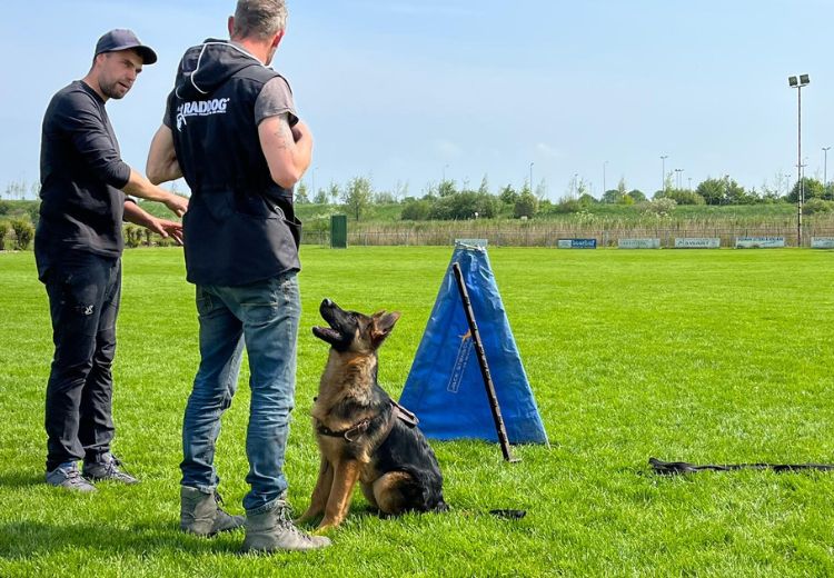 PrivÃ©training HOND Groningen