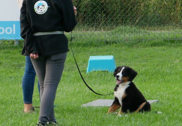 Cursus PUP Active Dog Care Hoogkerk