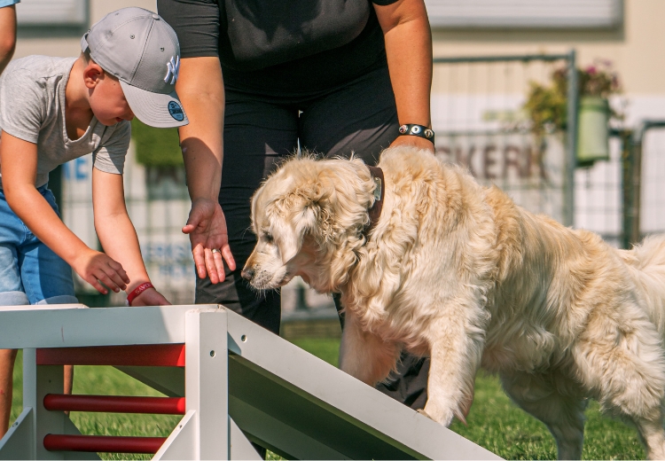 Kind en Hond cursus Groningen