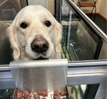 Aquatraining golden retriever
