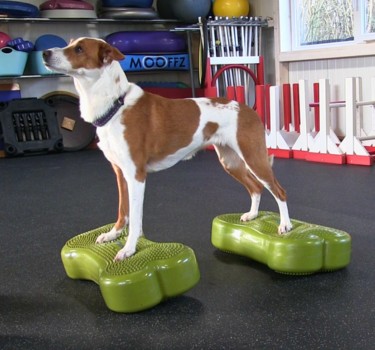 Fitness hond Groningen