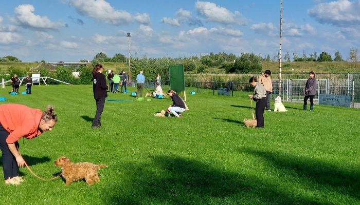 Puppycursus Groningen