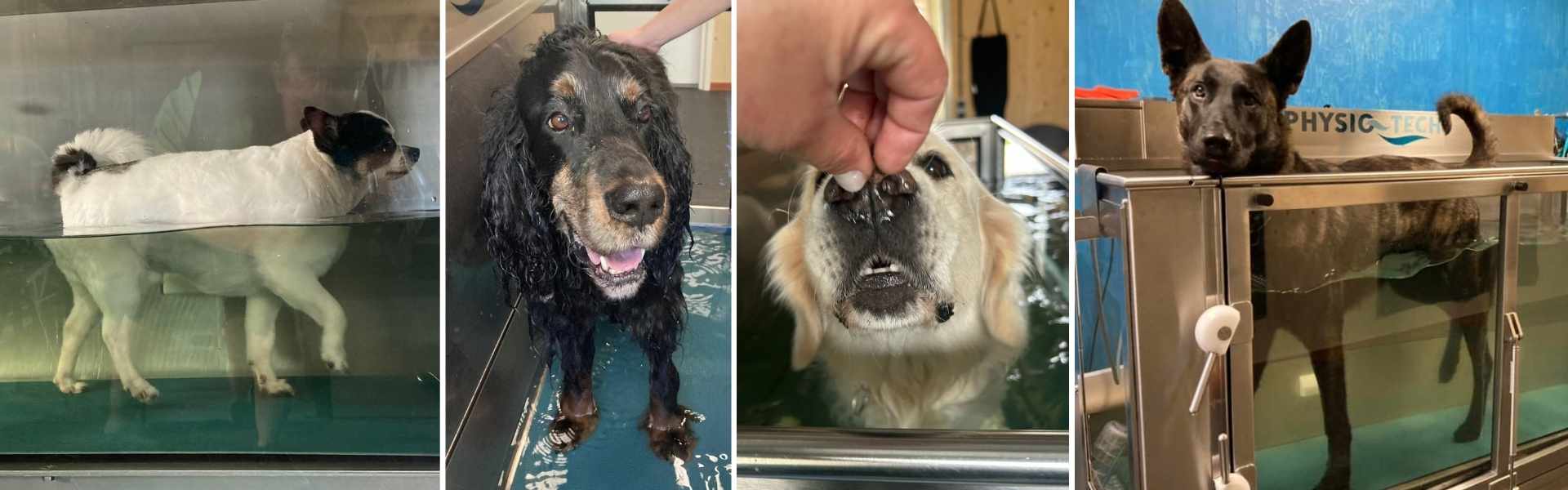 Aquatraining Hond - obesitas senior huishond sporthond