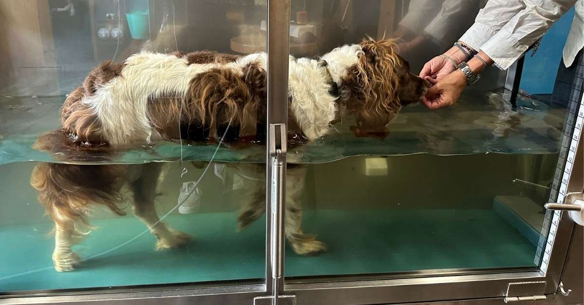 Aquatraining Hond uitgelicht