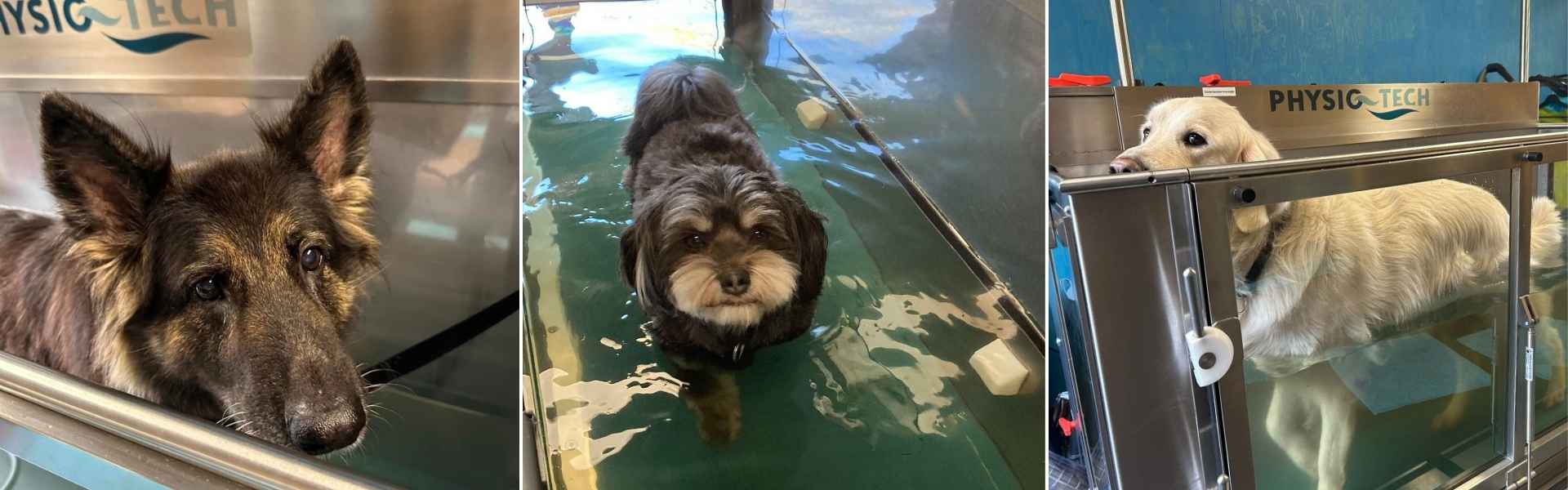 Aquatraining hond bij Active Dog Care Groningen