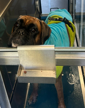 Boxer in aquatrainer