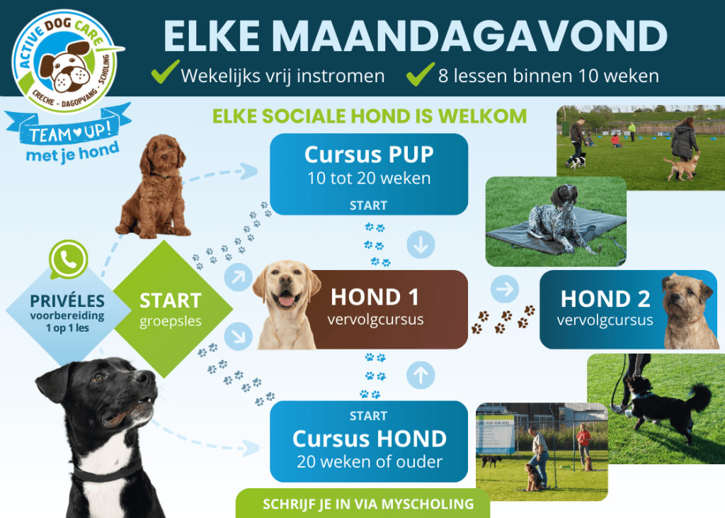 Puppycursus en vervolgcursussen