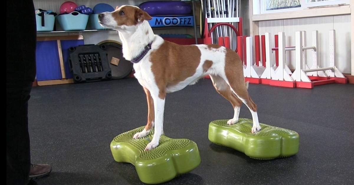Fitness Hond uitgelicht