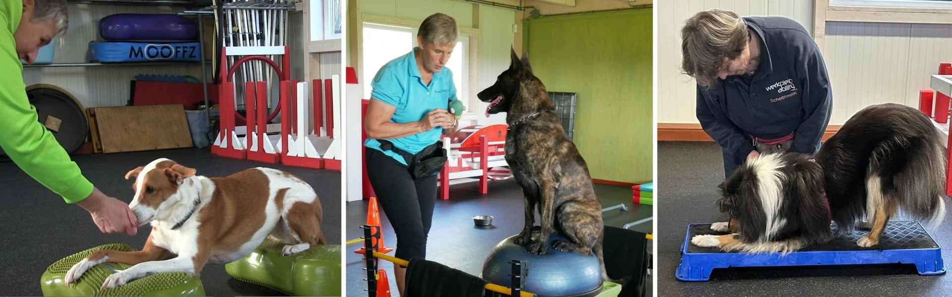 Fitness hond Hoogkerk