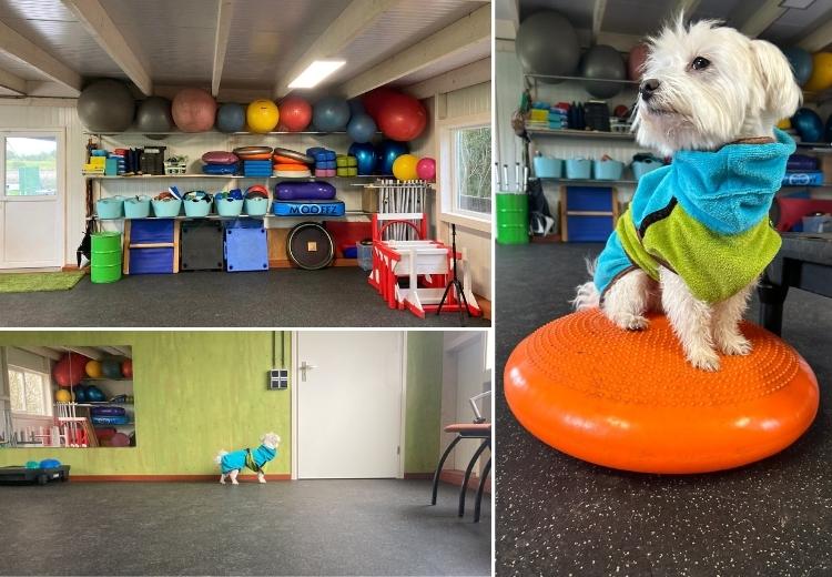 Fitnessruimte voor honden