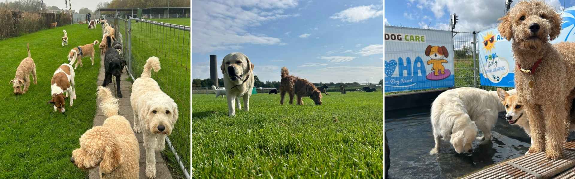 Hondendagopvang Active Dog Care