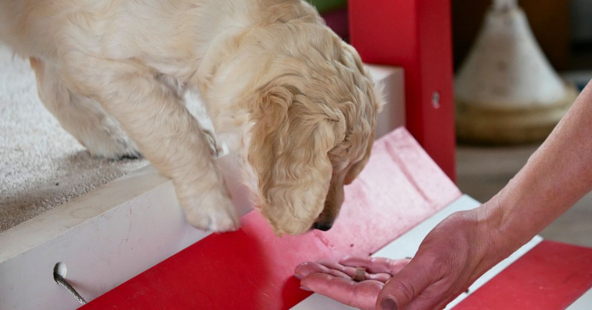 Puppy Play ground uitgelicht