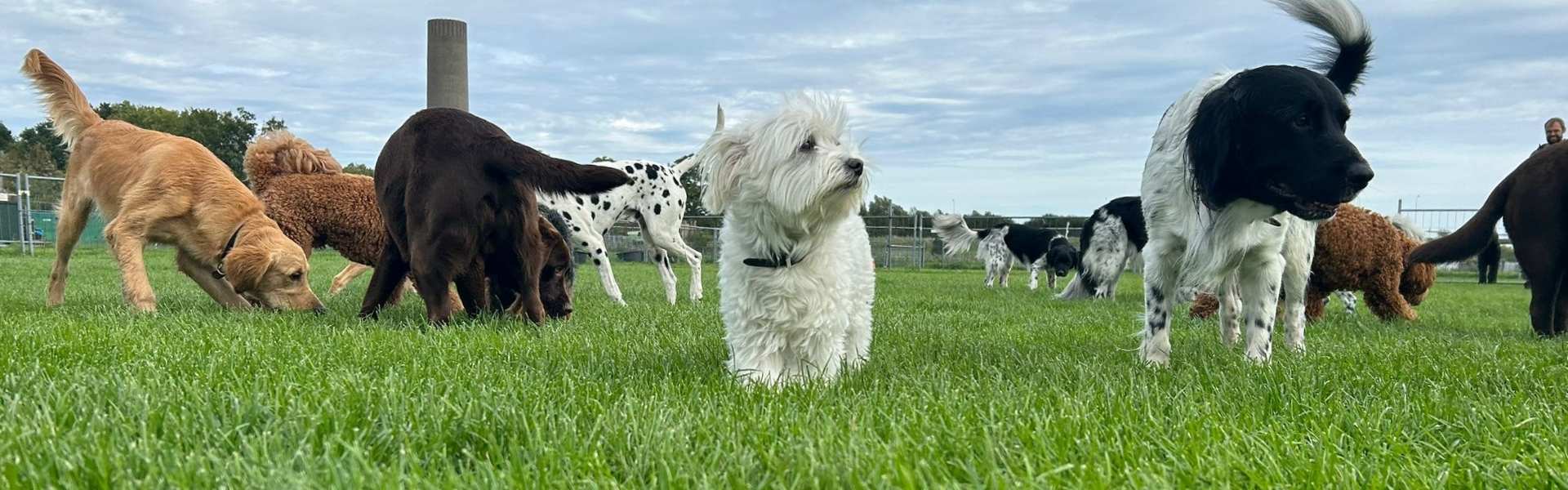 Roedel op speelveld bij hondendagopvang Active Dog Care