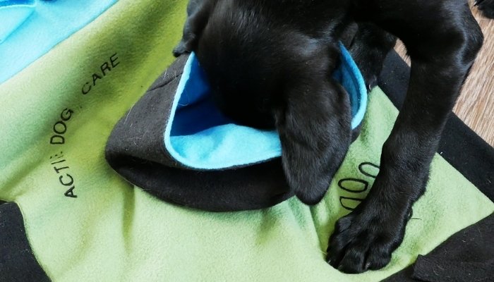Snuffelen bij Puppy Play Ground