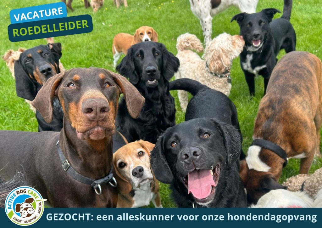 vacature dagopvang Hoogkerk 2025